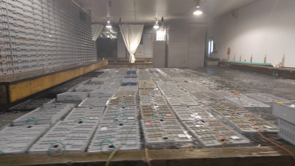 fish tanksm