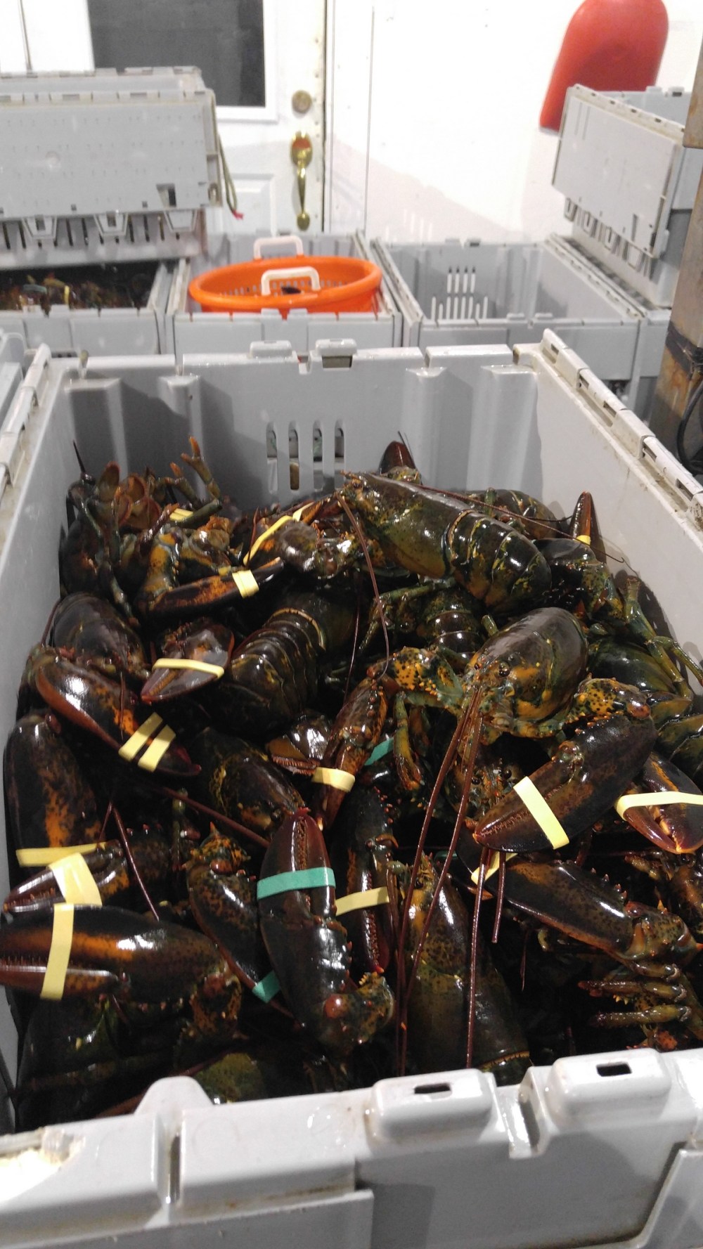lobsterssm