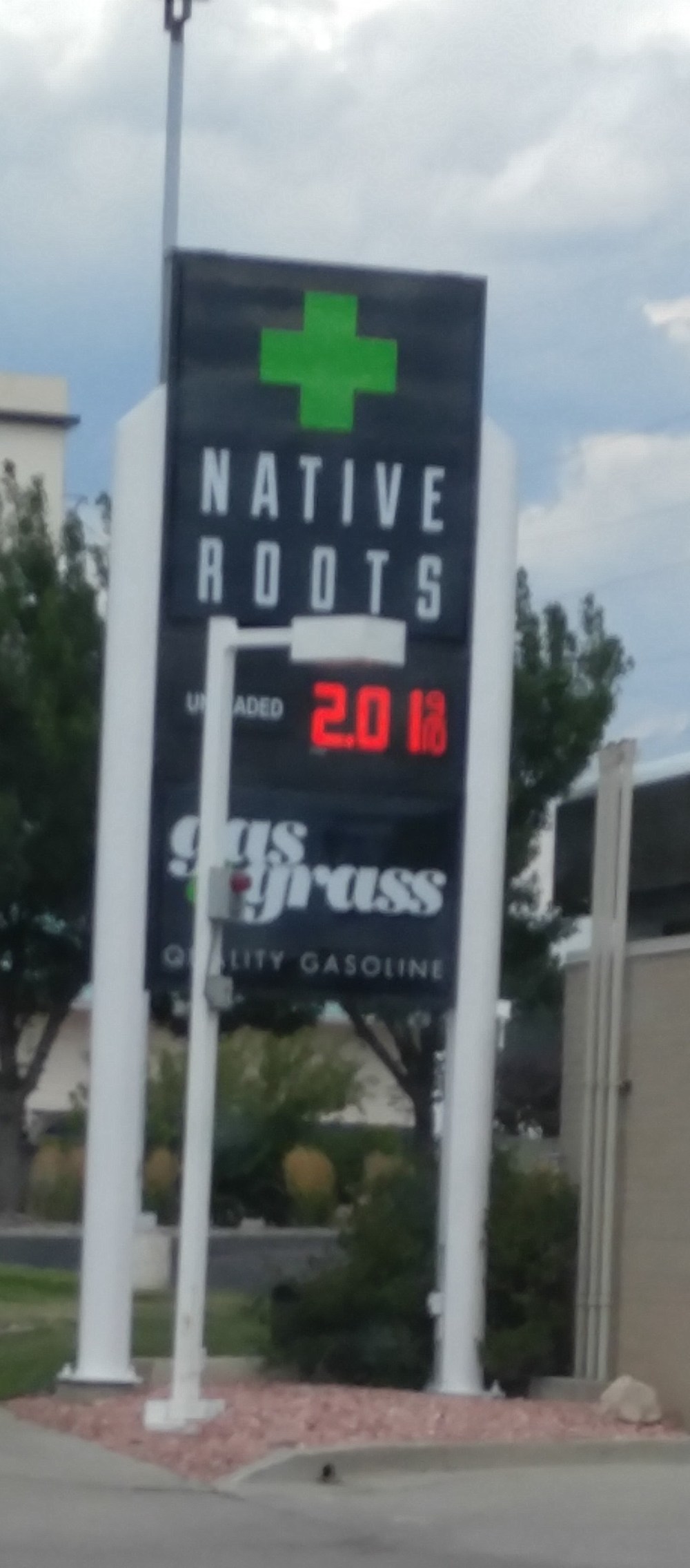 gasngrass